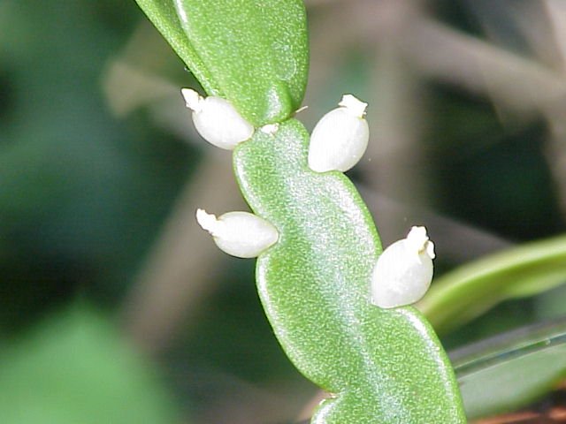 Rhipsalis_rosea